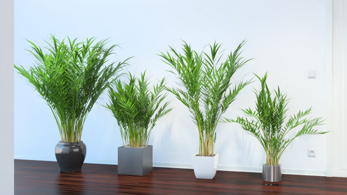 Image result for areca palm